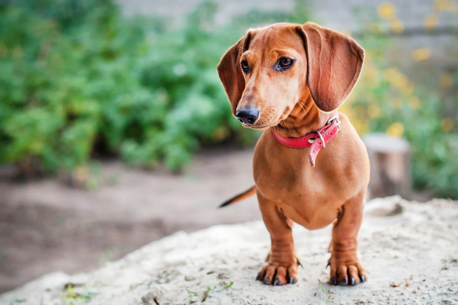 Miniature Dachshund